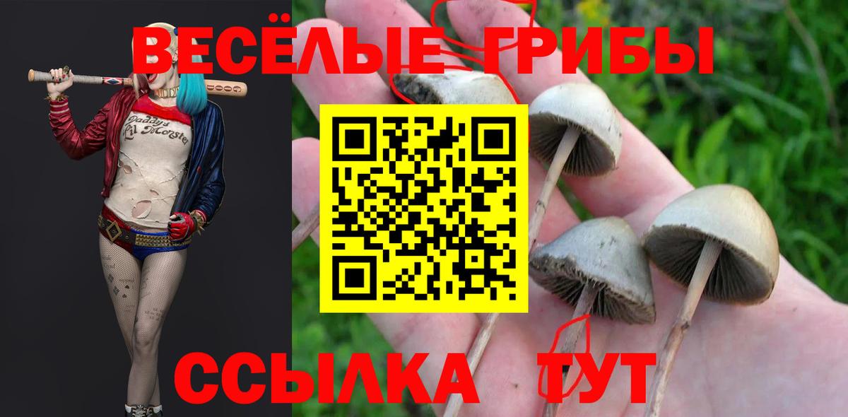 Красноярск  Псилоцибиновые грибы Psilocybe  закладки  Вход с VPN 